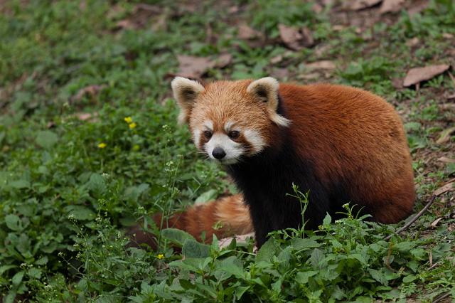 067 Chengdu, giant panda research center, rode panda.jpg